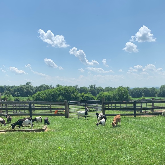 Meet your Posher, Lisa - Picture 8 of 12